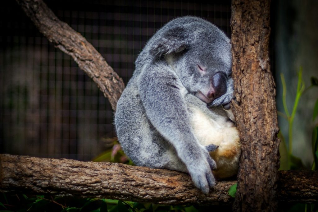 Koala en Australie